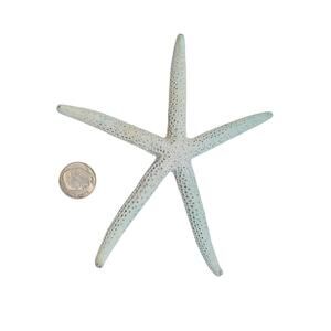 Large Dried Pale Blue Starfish Coastal Decor